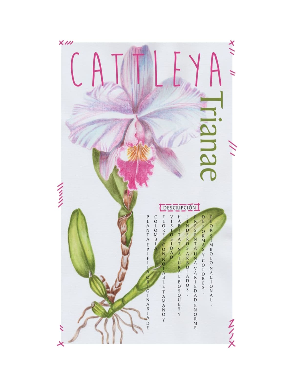 Gladys Jaimes presenta Colombia es una chimba, una colección en la que reúne ilustraciones inspiradas en la fauna, la flora, los objetos cotidianos y la jerga popular del país para convertir la memoria colombiana en arte que también puede llevarse puesto. Foto suministrada/VANGUARDIA