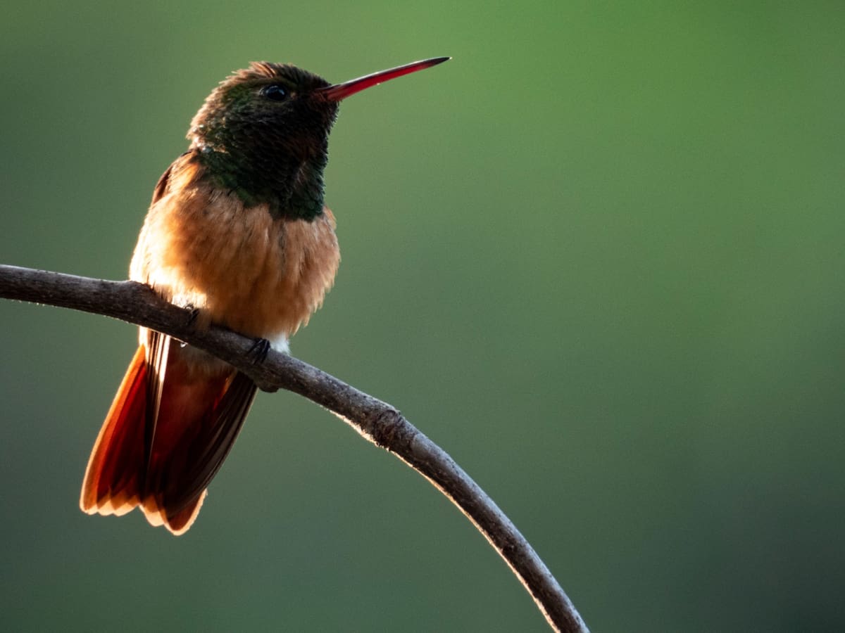 El Colibrí del Chicamocha es otra de las aves representativas.