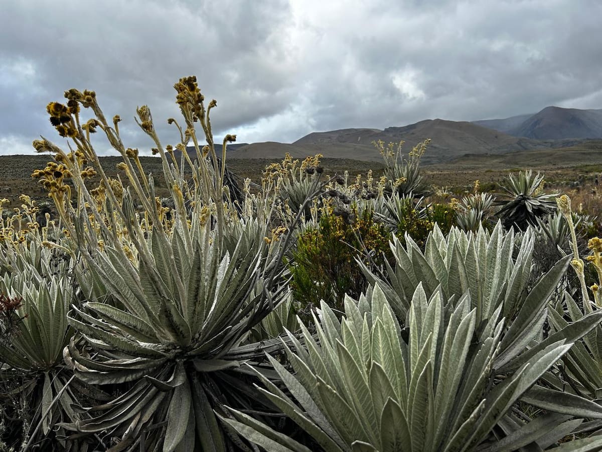 Gobierno regula actividades agropecuarias en páramos con nueva metodología MBIP. | Foto: Colprensa.