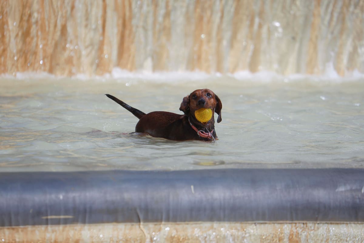 04/07/2026.- Un perro se refresca en una de las fuentes de la ciudad de Córdoba. España está a las puertas de la segunda ola de calor del verano y los expertos avisan de los riesgos de salud a los que se exponen las mascotas si no se toman medidas de protección suficientes y qué síntomas serían preocupantes y requerirían atención veterinaria: desde el jadeo excesivo y dificultad para respirar, hasta la debilidad, el tambaleo o la desorientación. Otras señales también de alerta serían además, las encías muy enrojecidas o pálidas, los vómitos, la diarrea o la salivación excesiva. EFE/Salas