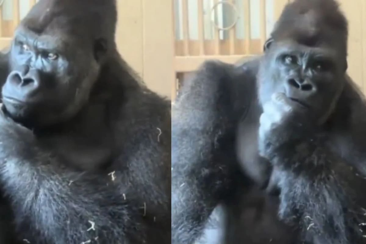 Kiyomasa, un gorila japonés, se volvió viral por su postura y mirada.