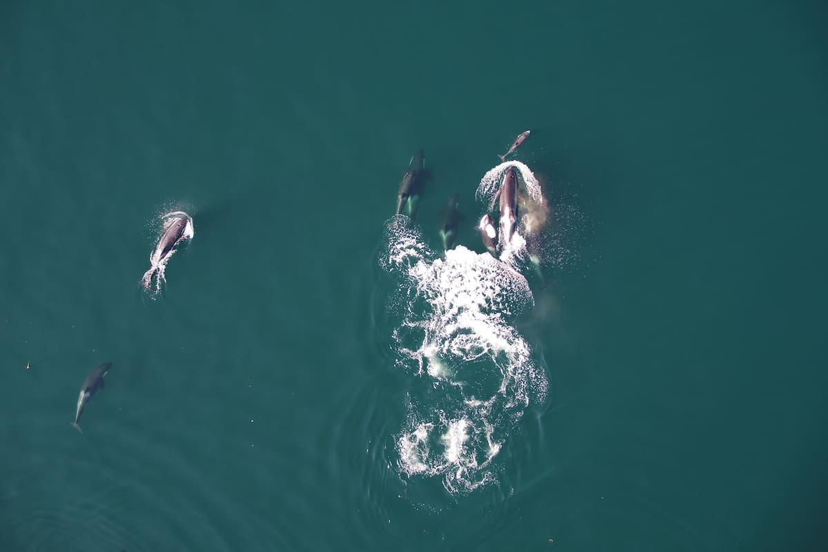 Imágenes captadas por el equipo de científicos canadiense que muestra la colaboración entre delfines y orcas. Fotografía facilitada por la: University of British Columbia (A.Trites), Dalhousie University (S. Fortune), Hakai Institute (K. Holmes), Leibniz Institute for Zoo and Wildlife Research (X. Cheng)