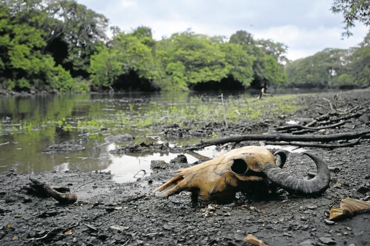 Décadas de actividad petrolera dejaron una deuda ambiental que hoy sigue emergiendo desde el fondo de la Ciénaga El Llanito. Pescadores de Barrancabermeja denuncian la presencia de hidrocarburos en el agua y advierten que la recuperación ambiental avanza mientras el riesgo de contaminación sigue afectando su sustento. Foto: Vanguardia. (Derechos reservados, foto Byron Pérez)