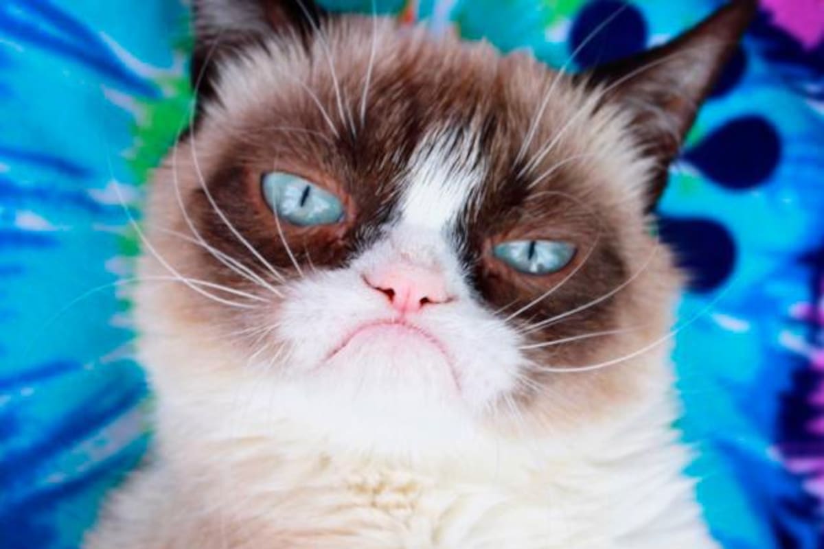 Murió Grumpy Cat, la gata que protagonizó miles de memes (Foto tomada de Twitter: @RealGrumpyCat)