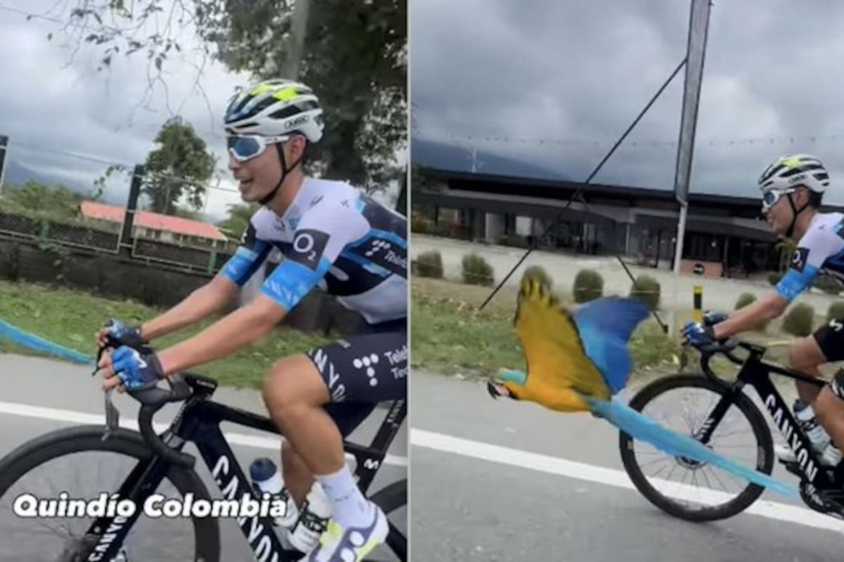 Una guacamaya acompaña en pleno vuelo al ciclista Diego Pescador durante entrenamiento en Calarcá.