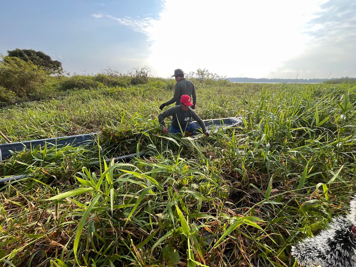 Los pescadores de Asoberanía llegan cada dos días a la Ciénaga El Llanito para recolectar alimento y ubicarlo en los 13 puntos críticos ubicados en el cuerpo de agua (Fotos de Lesly Cifuentes / VANGUARDIA).