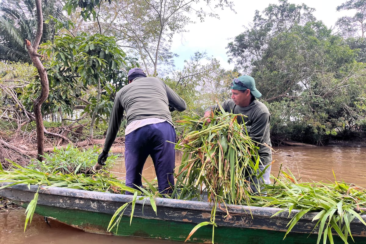Los pescadores de Asoberanía llegan cada dos días a la Ciénaga El Llanito para recolectar alimento y ubicarlo en los 13 puntos críticos ubicados en el cuerpo de agua (Fotos de Lesly Cifuentes / VANGUARDIA).
