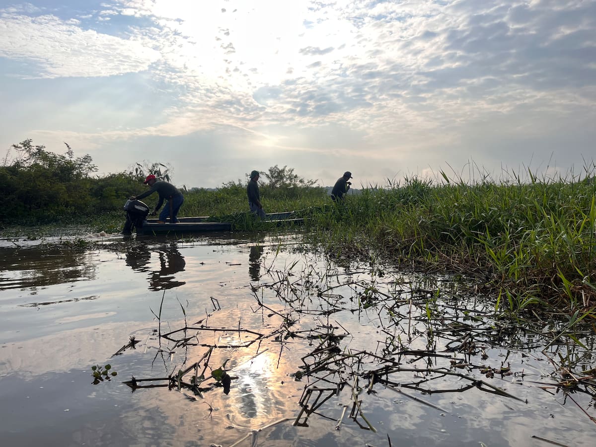 Los pescadores de Asoberanía llegan cada dos días a la Ciénaga El Llanito para recolectar alimento y ubicarlo en los 13 puntos críticos ubicados en el cuerpo de agua (Fotos de Lesly Cifuentes / VANGUARDIA).