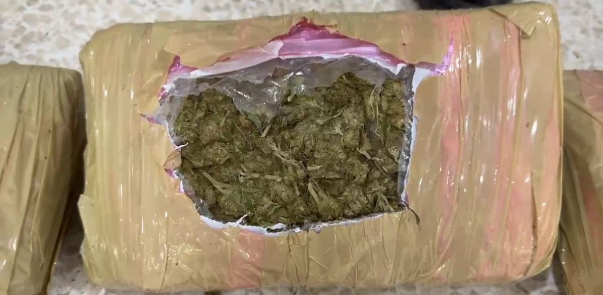 Hallan caleta con más de 24 kilos de marihuana en zona boscosa de Floridablanca