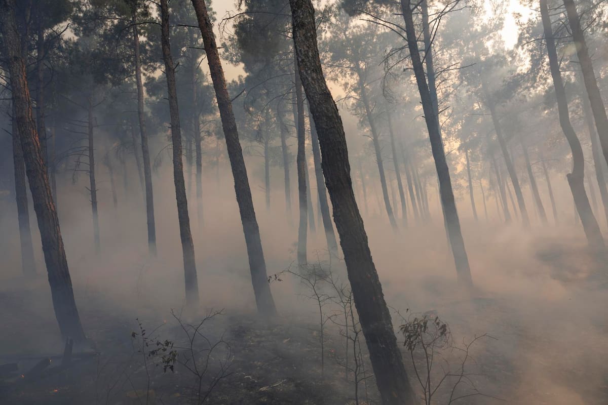 Hallan niño calcinado en incendio en el norte de Grecia; es la segunda víctima mortal. | Foto: Efe.
