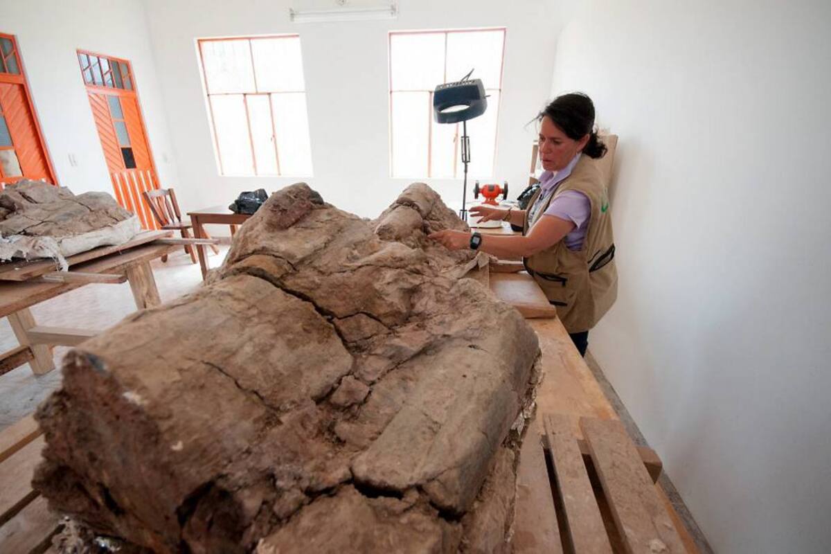 La longitud del fósil, medida desde el extremo anterior del hocico hasta la vértebra caudal 21 (última articulada), es de 2,8 m y la del cráneo es de 41,5 cm de largo. (Foto: Universidad Nacional/VANGUARDIA LIBERAL)