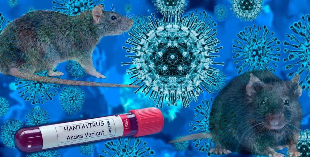 El hantavirus es un grupo de virus transmitidos principalmente por roedores silvestres (ratones de campo) que causan infecciones respiratorias y renales graves y potencialmente mortales en humanos. El contagio ocurre al inhalar aire contaminado con orina, heces o saliva seca de ratones infectados, o por contacto directo.