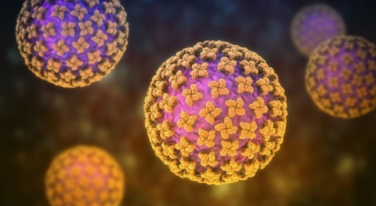 Tres pasajeros de un crucero han muerto por presuntas infecciones de hantavirus, un raro grupo de virus transmitidos por roedores.
