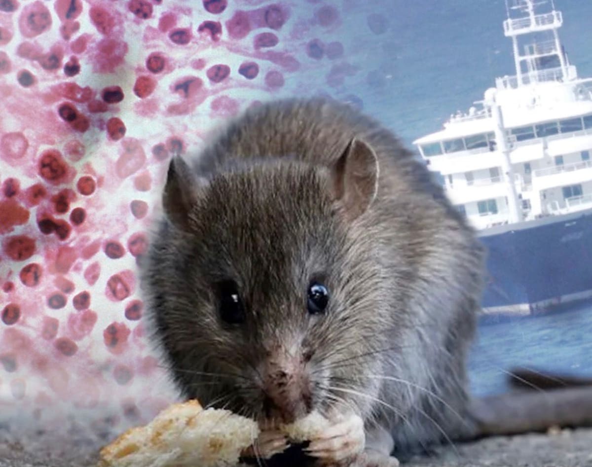 Identifican al "Paciente Cero" del brote de hantavirus en un crucero. El rastro conduce a un vertedero en Argentina. Conoce la historia de Leo Schilperoord.
