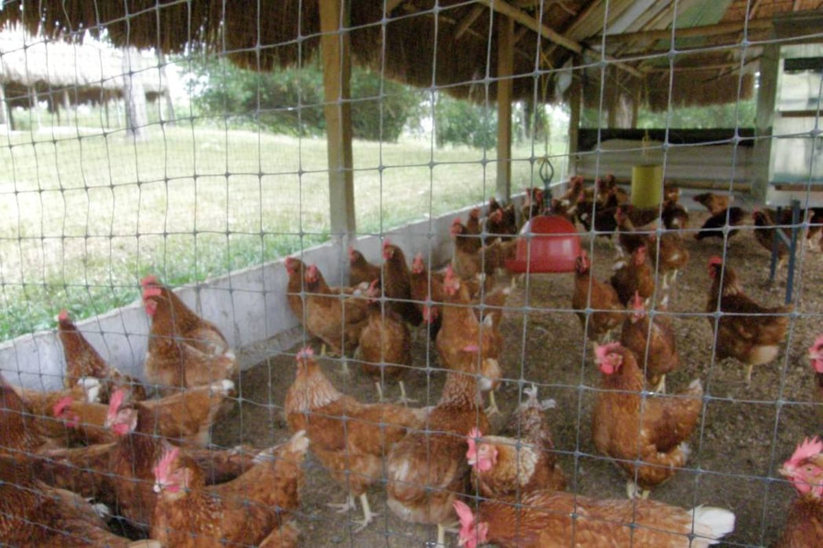 De acuerdo con el ICA, La enfermedad de Newcastle es una infección de las aves de corral causada por un virus del paramixovirus aviar de serotipo 1. (Foto: Archivo/VANGUARDIA LIBERAL)