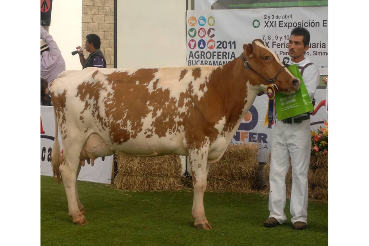 Los mejores ejemplares Ayrshire se podrán apreciar del 13 al 23 de julio próximo durante la XXI versión de Agroexpo. (Foto: Archivo / VANGUARDIA.COM)