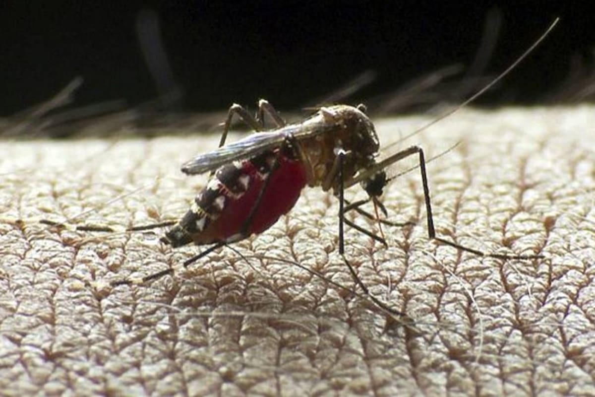 Hay cuatro posibles casos de chikunguña en el área metropolitana (Foto: Archivo / VANGUARDIA LIBERAL)