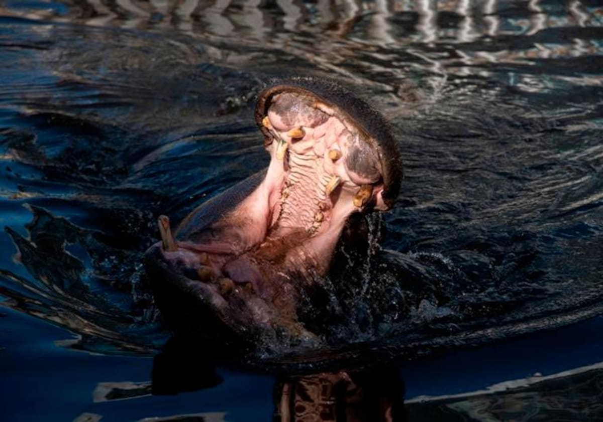 El niño casi fue tragado entero antes de ser rescatado en Uganda. Internet / VANGUARDIA