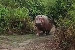 El susto de un campesino en Puerto Boyacá al encontrarse de frente con un enorme hipopótamo
