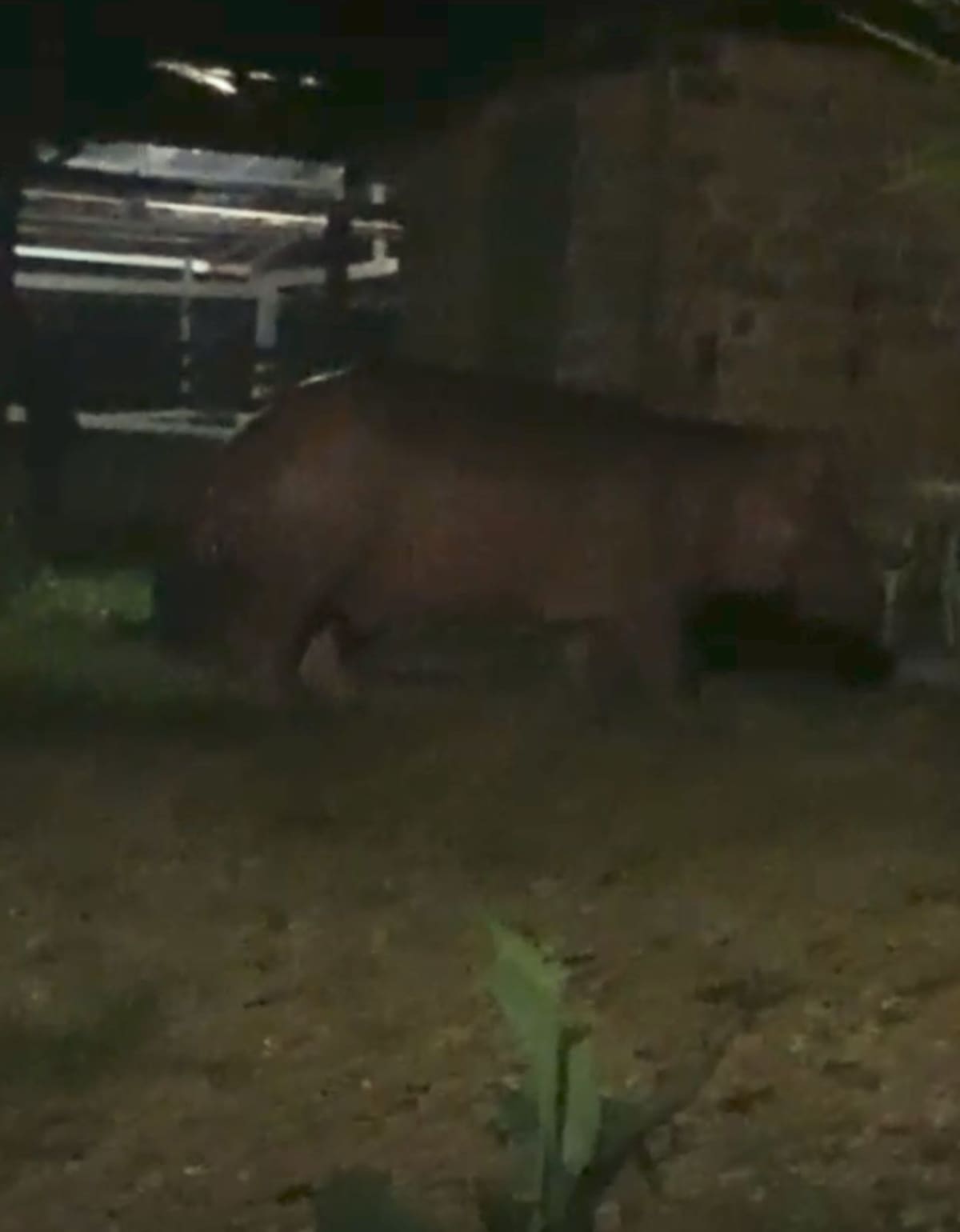 El hipopótamo de aproximadamente una tonelada de peso fue visto en la parte trasera de una finca de la vereda Cuatro Bocas, en el corregimiento El Centro de Barrancabermeja.
Captura de Pantalla