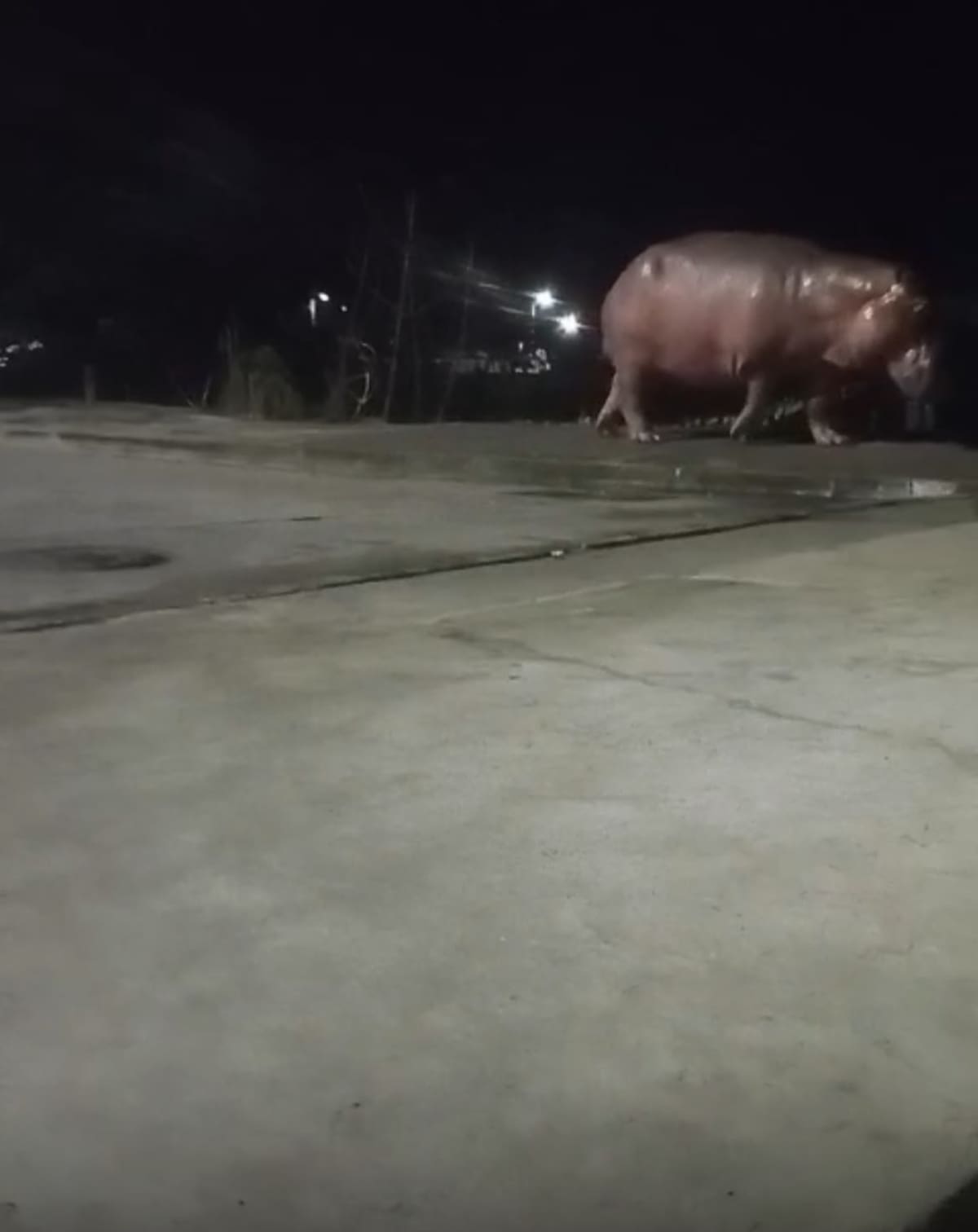 Un hipopótamos fue visto por primera vez, en zona urbana de Barrancabermeja. El ejemplar llegó hasta el barrio Cincuentenario.
