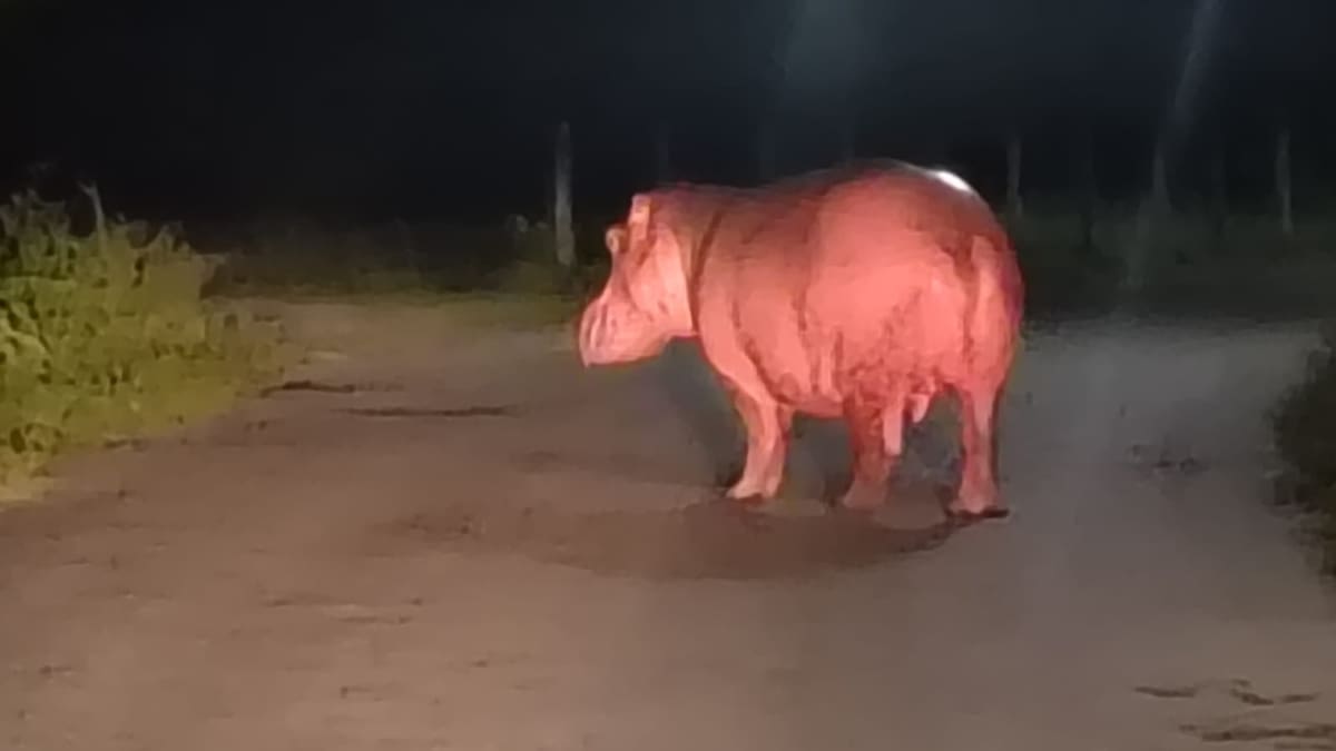 Un hipopótamo fue visto en una de las vías del corregimiento El Centro de Barrancabermeja.
Suministrada/Vanguardia