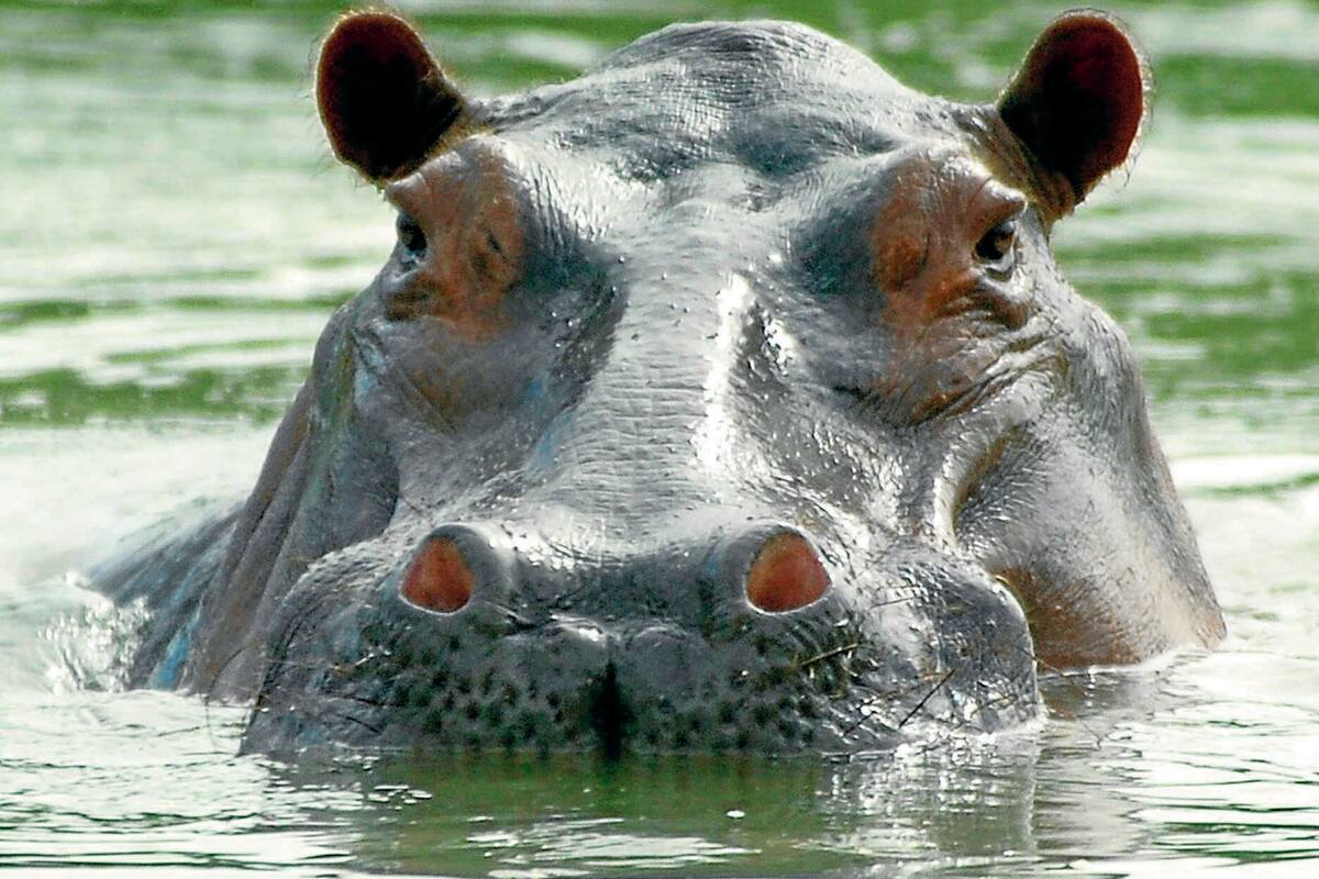 Primero fue un rumor que bajó por el río Magdalena, luego una silueta enorme entre el barro y, finalmente, un peligroso visitante en una finca campesina: un hipopótamo mantiene en vilo a Barrancabermeja.