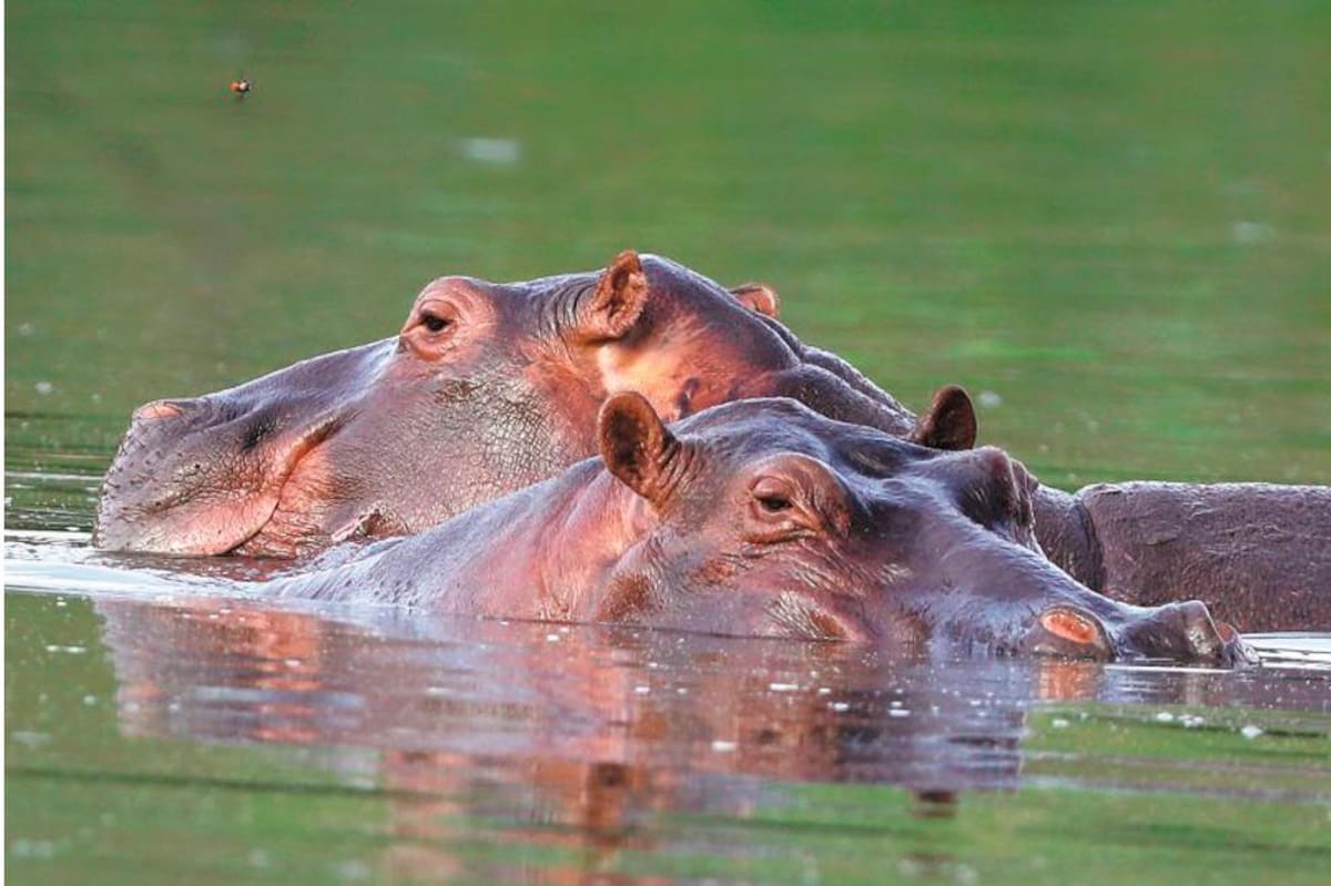La Corporación aseveró que también adelantarán las indagaciones para esclarecer lo sucedido y harán pedagogía con la comunidad. Archivo/VANGUARDIA