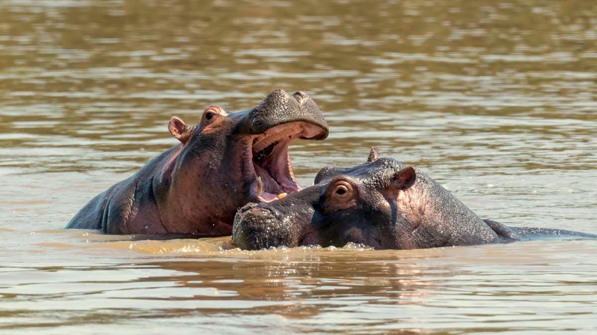 Actualmente en Colombia hay cerca de 200 hipopótamos.
Foto: archivo.