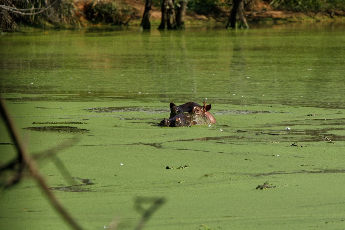 La presencia de hipopótamos en el corregimiento El Centro llevó a la Secretaría Distrital de Ambiente a presentar una tutela. El juez ordenó medidas preventivas para reducir el riesgo en las zonas de avistamiento.
Tomadas de Min. Ambiente/Vanguardia