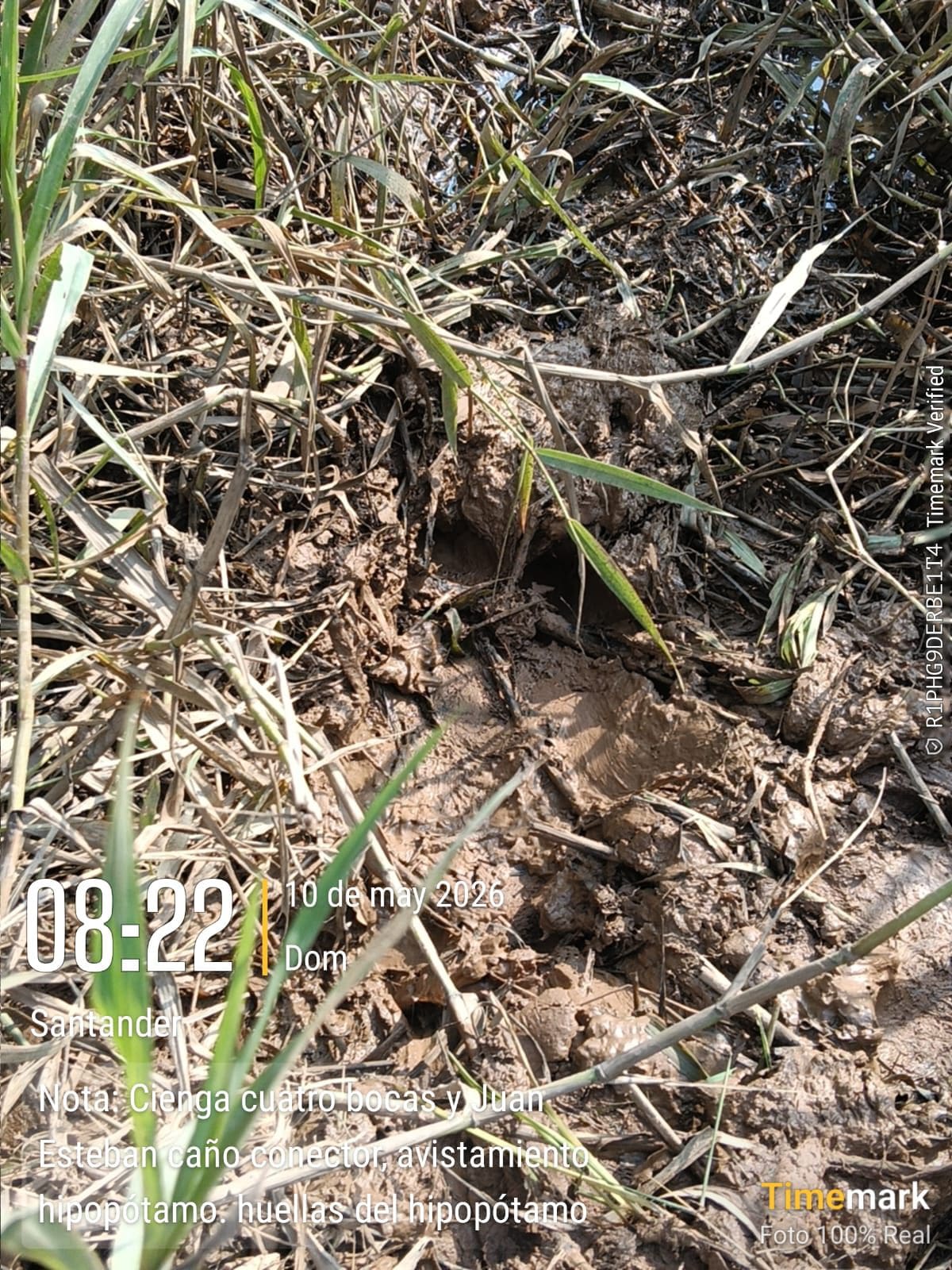 Comunidades registran huellas del paso del hipopótamo por la vereda Cuatro Bocas de Barrancabermeja.
Suministrada/Vanguardia