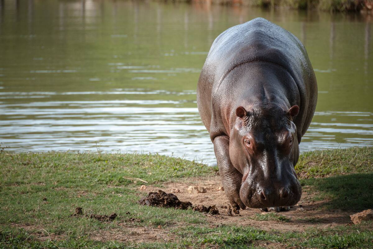 Bogotá, 25 de marzo de 2022. Gobierno declara a los Hipopótamos como especie invasora. (Foto Cortesía del Instituto Humboldt-Felipe Villegas)