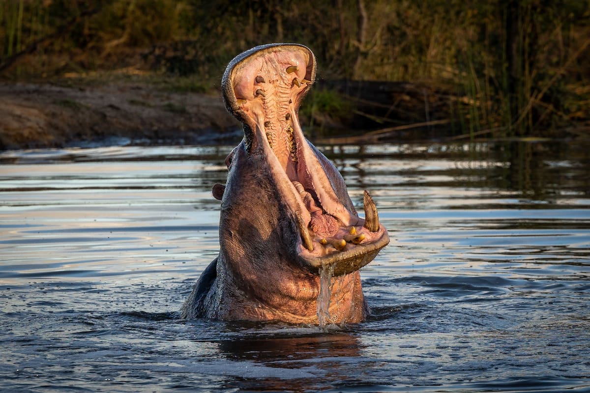 Los hipopótamos son considerados una especie invasora en Colombia. El Gobierno Nacional autorizó la eutanasia como medida para frenar su expansión que amenaza los ecosistemas del Magdalena Medio. Foto: Ministerio de Ambiente.