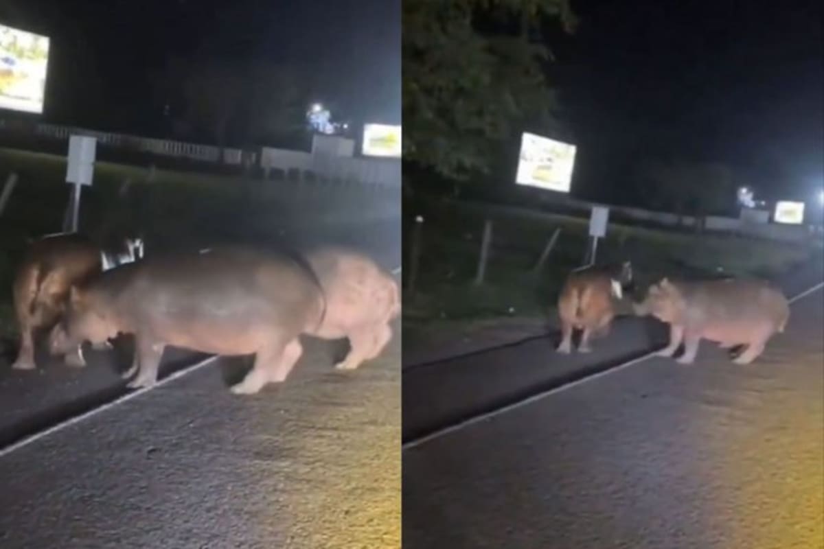 Conductores se vieron sorprendidos al ver a la familia de pesados animales paseando como Pedro por su casa por los lados de la Hacienda Nápoles.