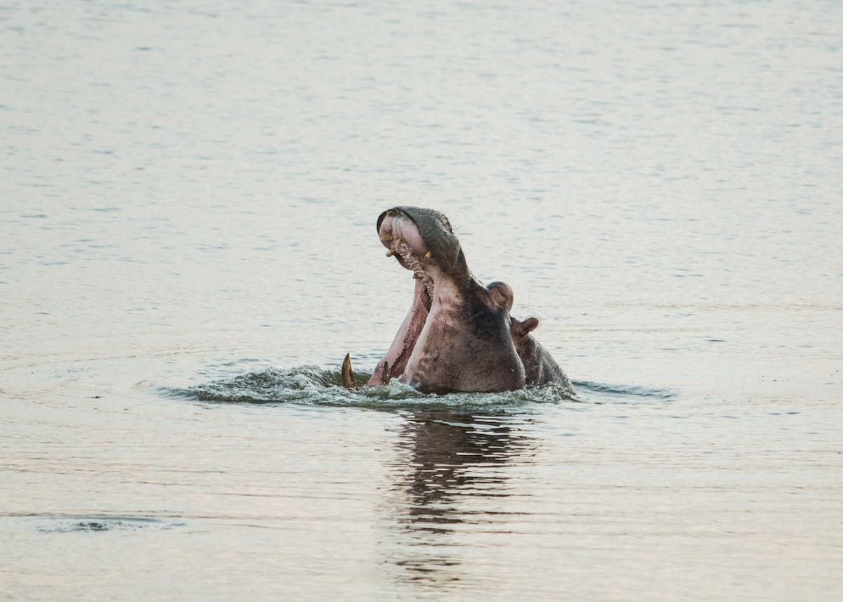 La población de hipopótamos en el Magdalena Medio superaría los 200 ejemplares. Un censo realizado en 2022 estimaba 170, pero esta población ha registrado un crecimiento sostenido. Foto: Ministerio de Ambiente