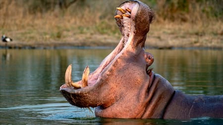 El Ministerio de Ambiente desmiente suspensión de la eutanasia a hipopótamos en Colombia