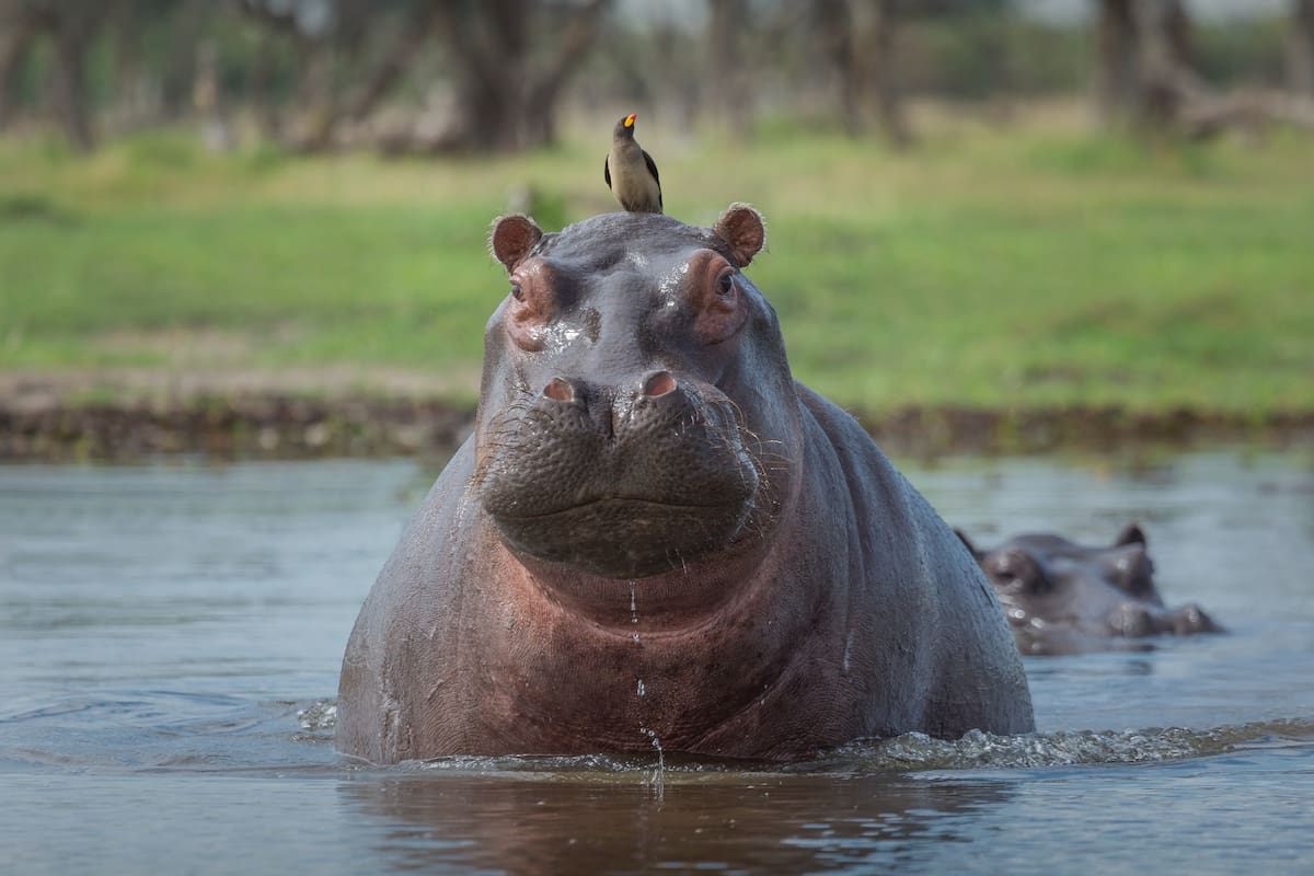 Defensores de los derechos de los animales rechazan la eutanasia para los hipopótamos del Magdalena Medio. Foto: Ministerio de Ambiente