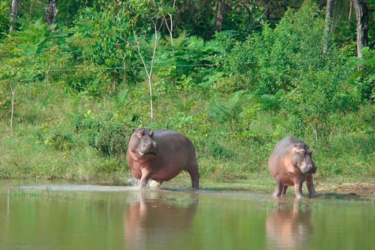 En 2050 los cuatro hipopótamos de Pablo Escobar se habrán multiplicado por miles (Foto: Colprensa)