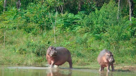 Juzgado avala eutanasia de hipopótamos en Colombia para frenar especie invasora