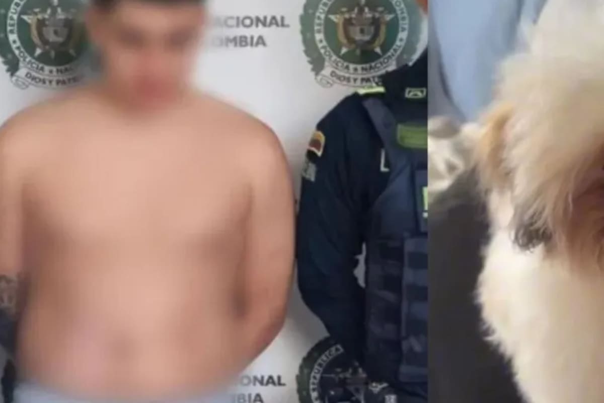 Hombre habría lanzado a una perra desde un octavo piso tras agredir a su pareja: fue judicializado