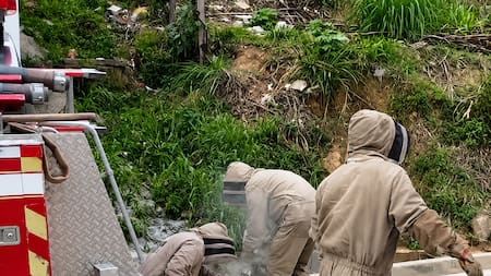 Video: hombre fue rescatado tras sufrir alrededor de 200 picaduras por un enjambre de abejas