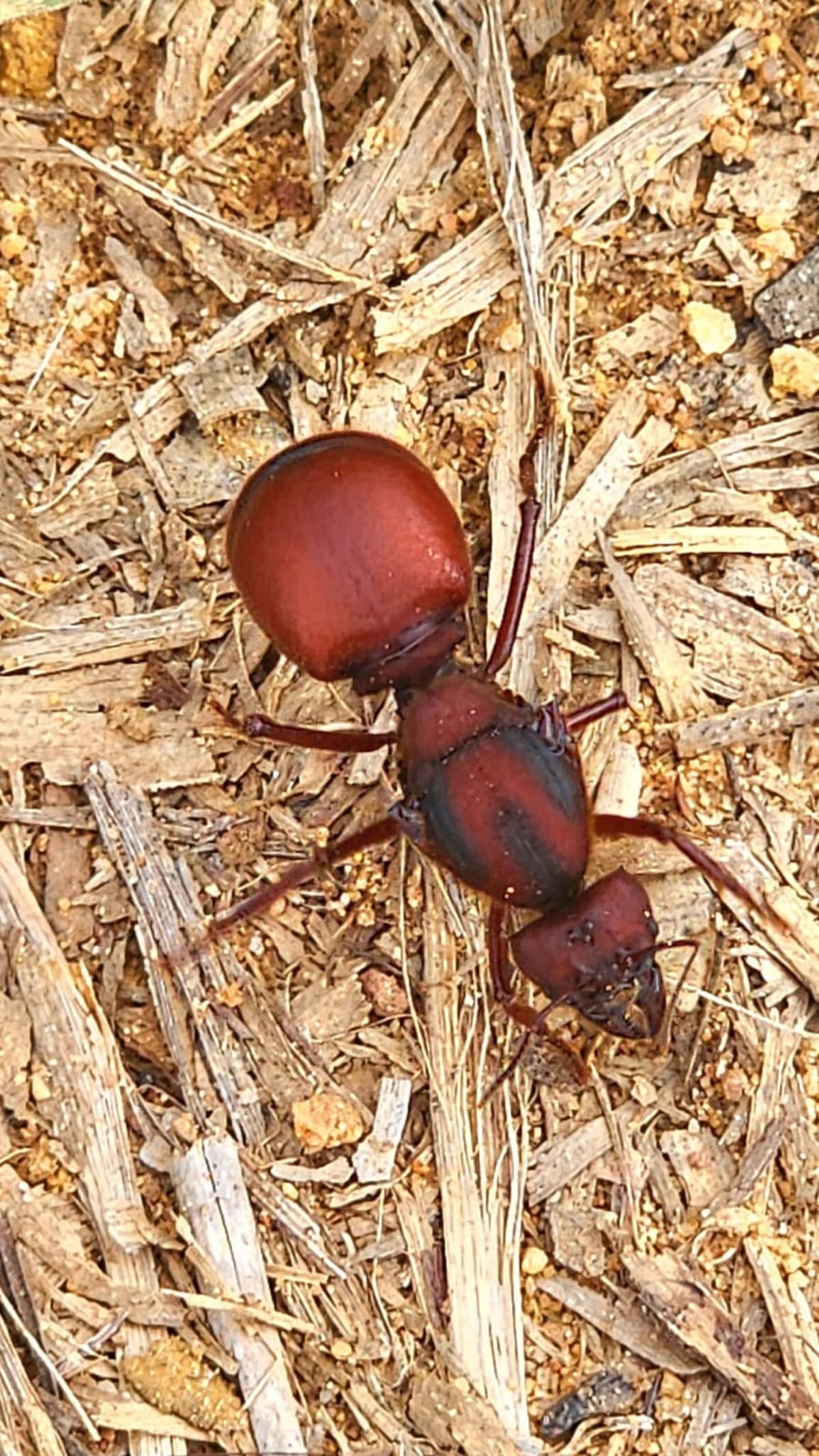 Estas pequeñas gigantes se convirtieron con el tiempo en unas de las representantes mpas exóticas de la gastronomía santandereana.