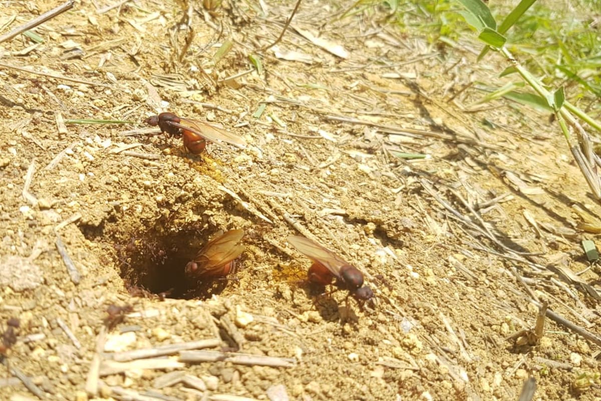 Las hormigas culonas salen solo en algunos periodos del año.