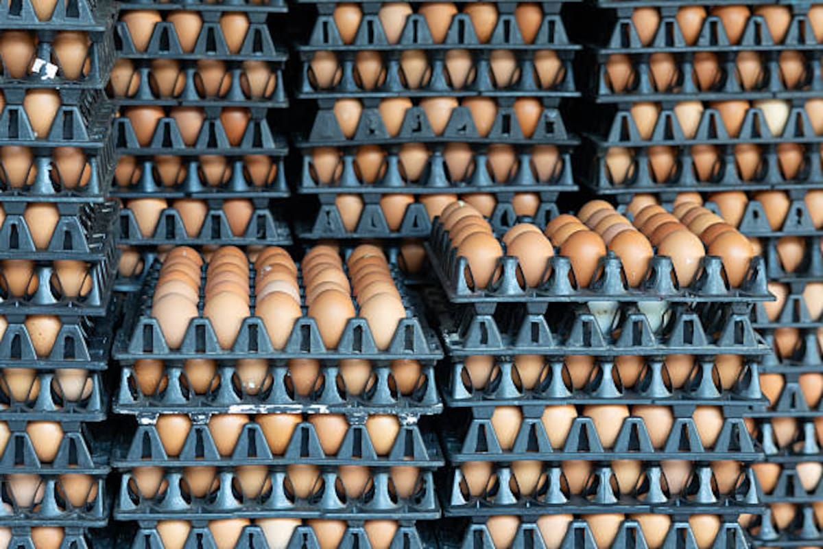 Masivo retiro de huevos en EE. UU.: 1,5 millones de docenas podrían estar contaminadas.