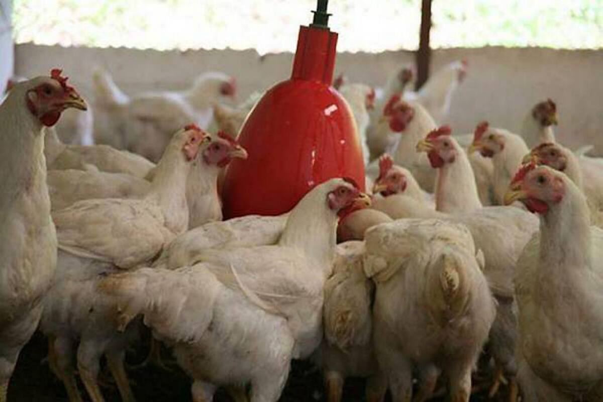 La materia prima para producir el alimento de las aves se encareció debido a que debe ser importada. Ese sobrecosto se le trasladará al consumidor. (Foto: Archivo/VANGUARDIA LIBERAL)
