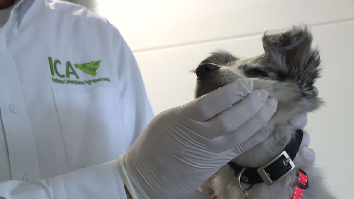 Entran en vigencia nuevos requisitos del ICA para el ingreso o salida de perros y gatos a Colombia Foto: ICA