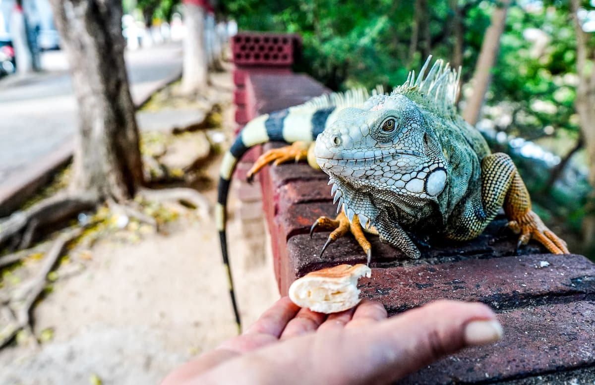 Las iguanas del Malecón de Girón son alimentadas por dos mujeres que todos los días les llevan frutas.