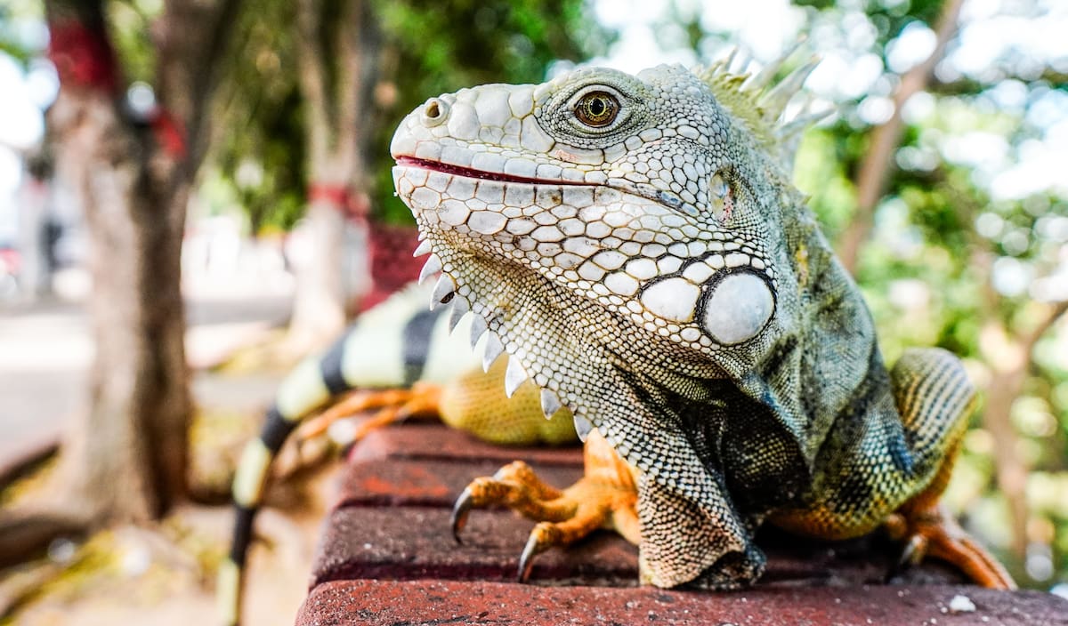 Las iguanas del Malecón de Girón son alimentadas por dos mujeres que todos los días les llevan frutas.