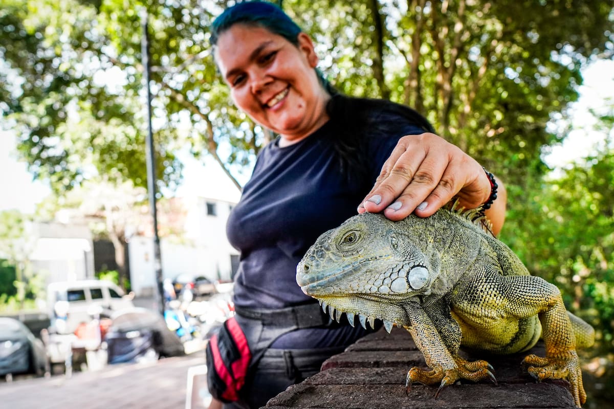 Dos mujeres decidieron alimentar a las iguanas del malecón y terminaron convirtiéndose en las guardianas de un legado que nació años atrás. Foto: Marco Valencia