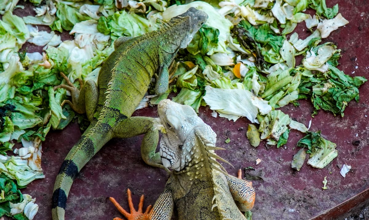 Dos mujeres decidieron alimentar a las iguanas del malecón de Girón y terminaron convirtiéndose en las guardianas de un legado que nació años atrás. Foto: Marco Valencia